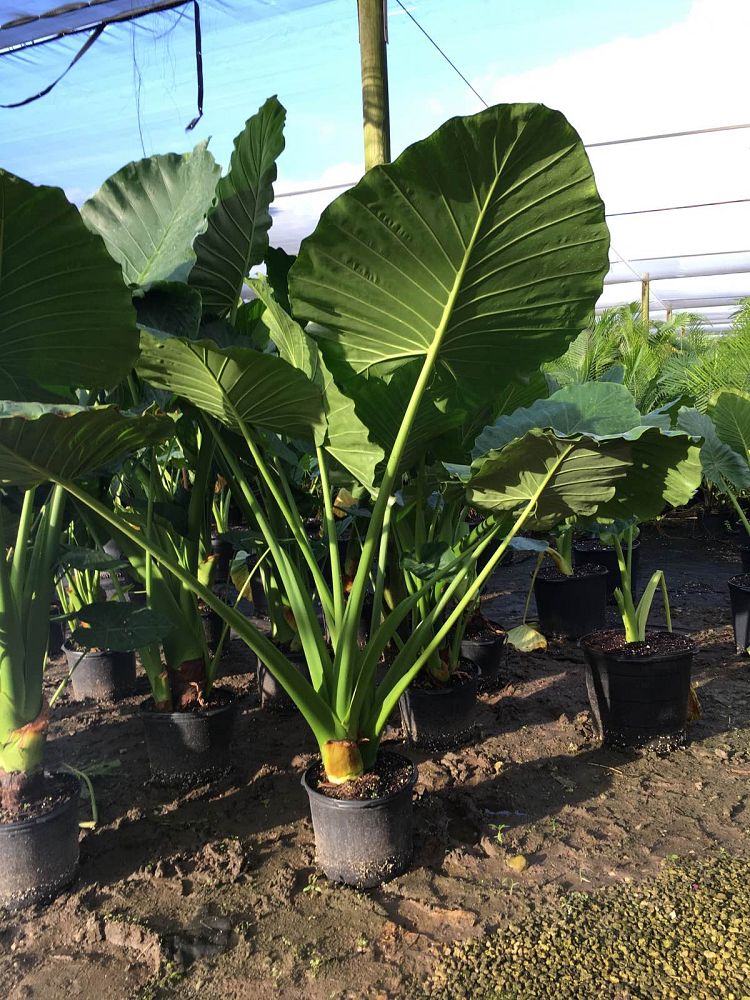alocasia-calidora-elephant-ear