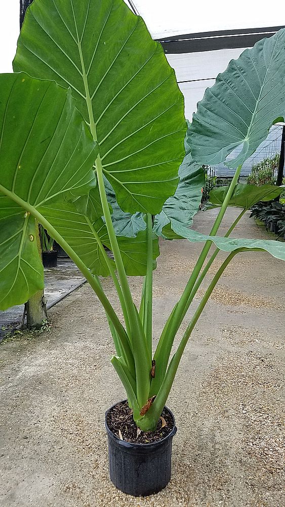 alocasia-calidora-elephant-ear