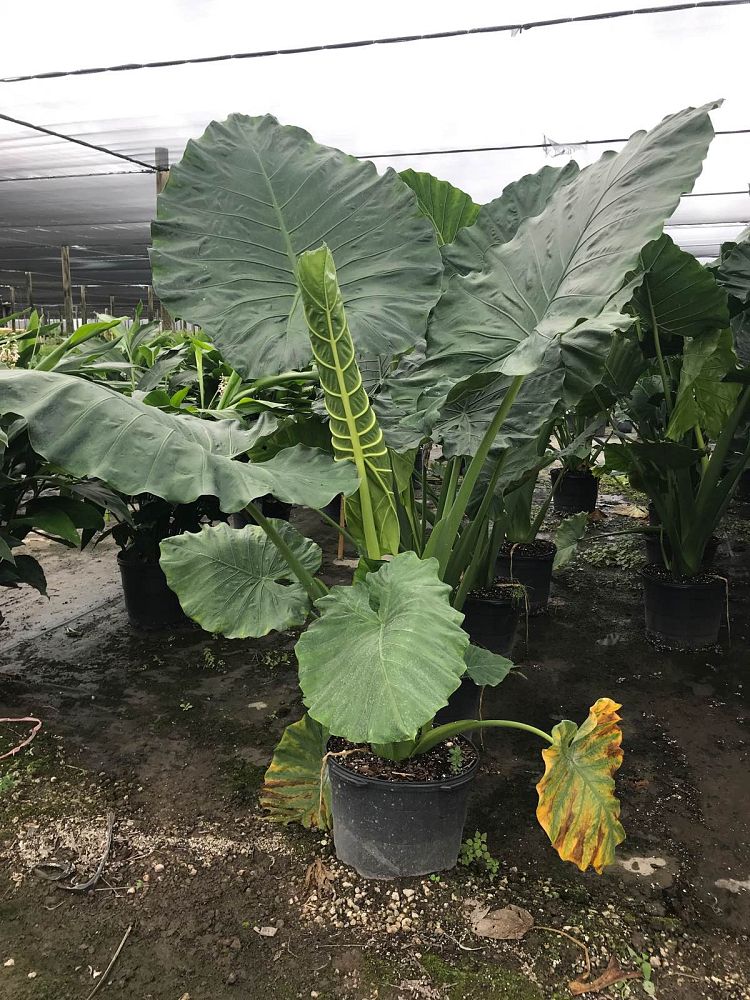 alocasia-calidora-elephant-ear