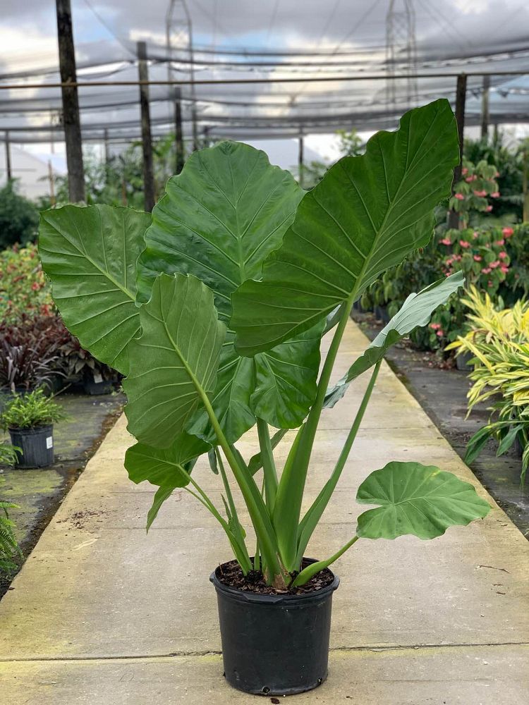 alocasia-calidora-elephant-ear