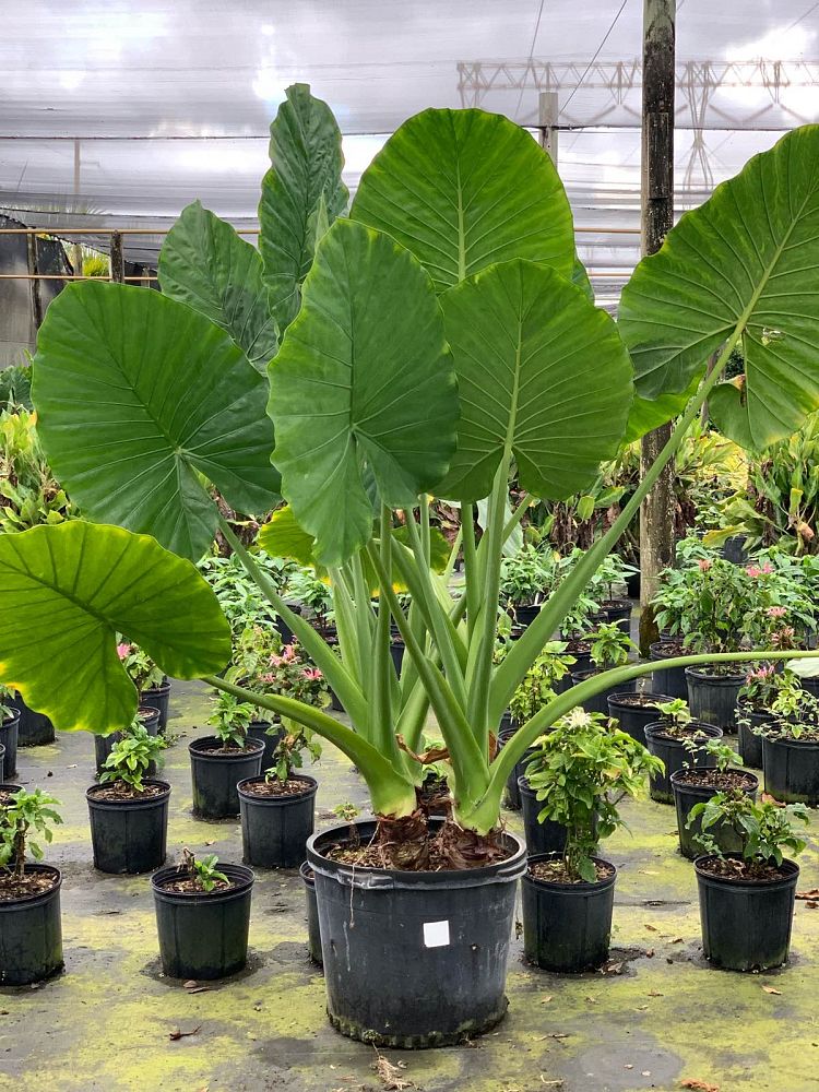 alocasia-calidora-elephant-ear