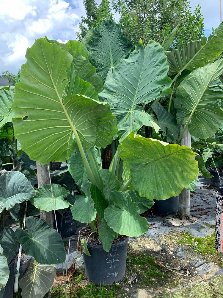 alocasia-calidora-elephant-ear