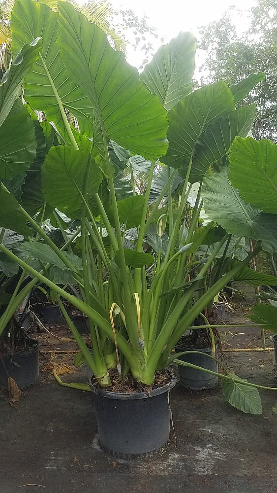 alocasia-calidora-elephant-ear