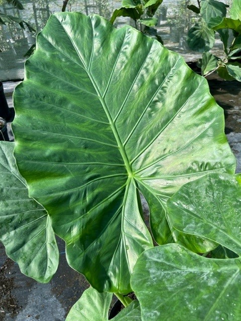 alocasia-calidora-elephant-ear