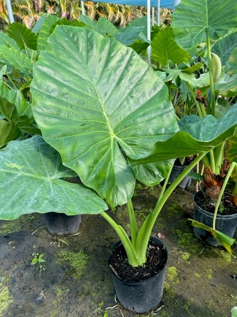 alocasia-calidora-elephant-ear