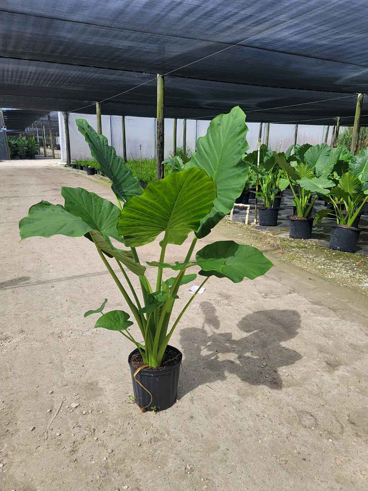 alocasia-calidora-elephant-ear