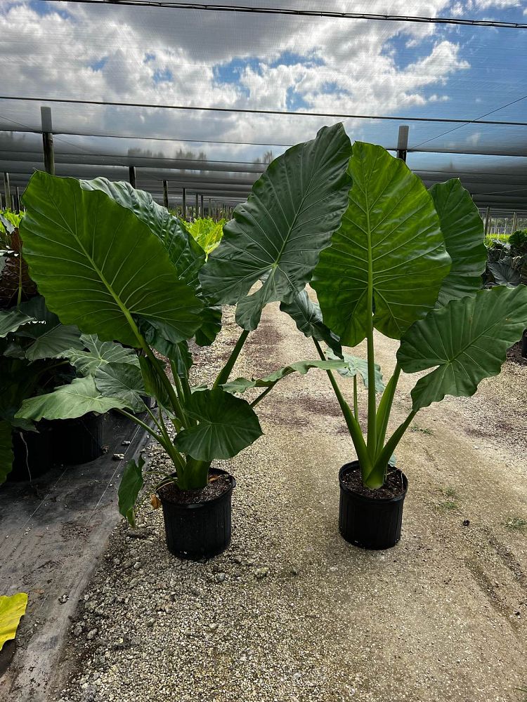 alocasia-calidora-elephant-ear
