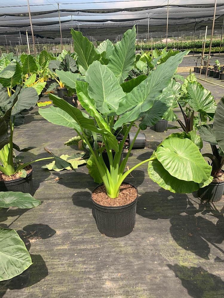 alocasia-calidora-elephant-ear