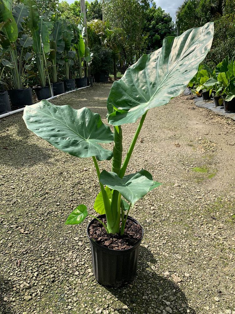alocasia-calidora-elephant-ear
