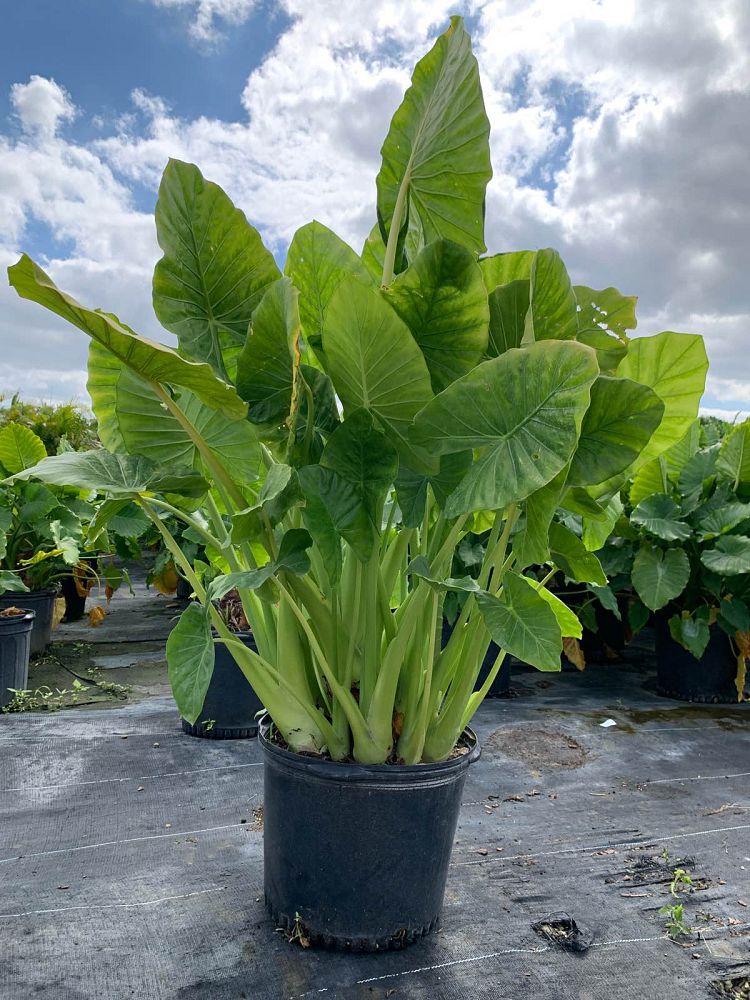 alocasia-calidora-elephant-ear