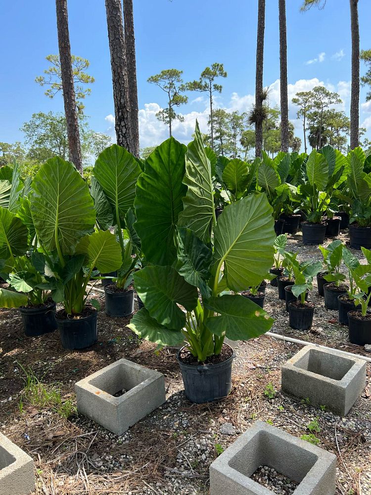 alocasia-calidora-elephant-ear