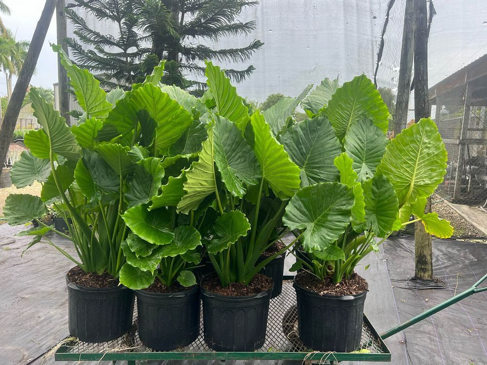 alocasia-calidora-elephant-ear