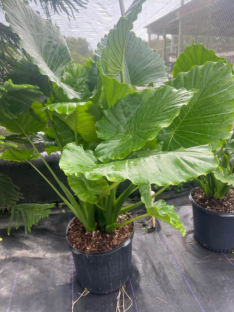 alocasia-calidora-elephant-ear