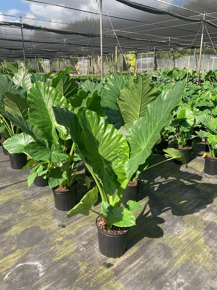 alocasia-calidora-elephant-ear