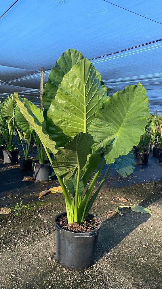 alocasia-calidora-elephant-ear