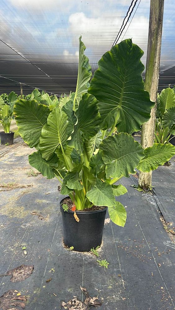 alocasia-calidora-elephant-ear