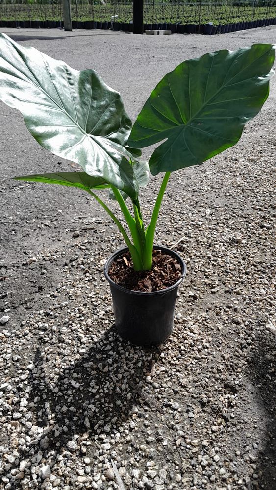 alocasia-calidora-elephant-ear