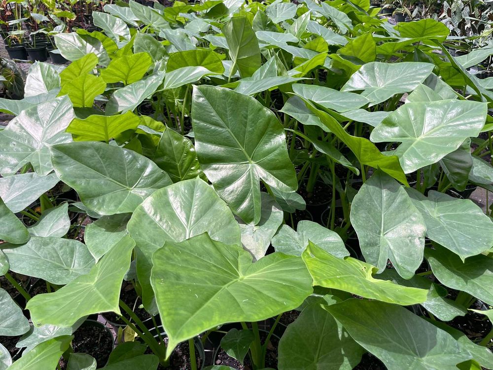 alocasia-calidora-elephant-ear
