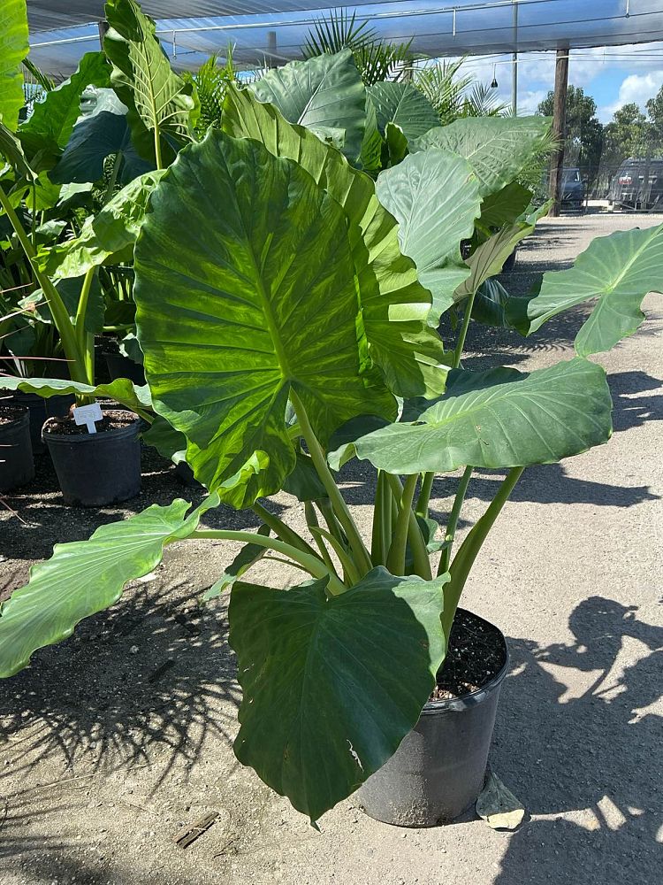 alocasia-calidora-elephant-ear