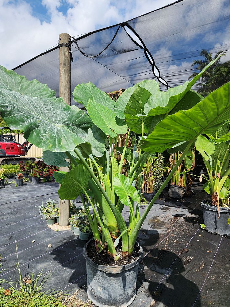 alocasia-calidora-elephant-ear
