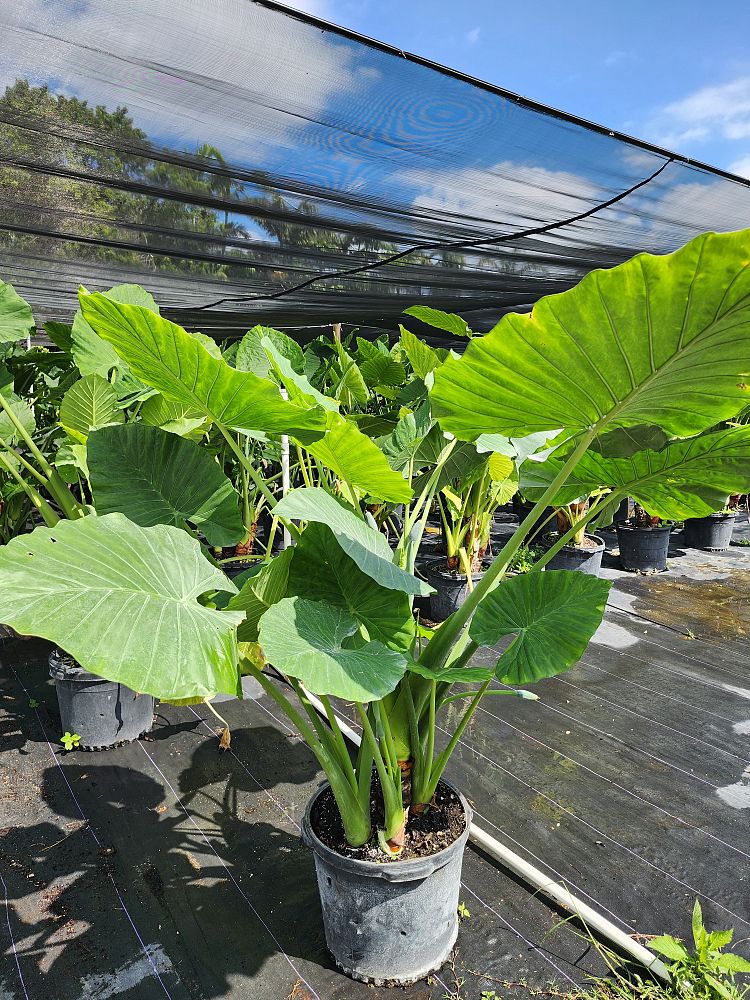 alocasia-calidora-elephant-ear