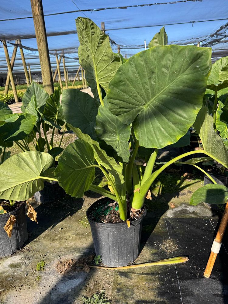 alocasia-calidora-elephant-ear