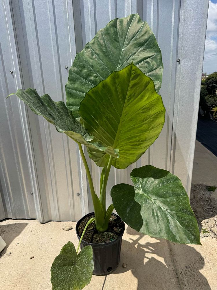 alocasia-calidora-elephant-ear