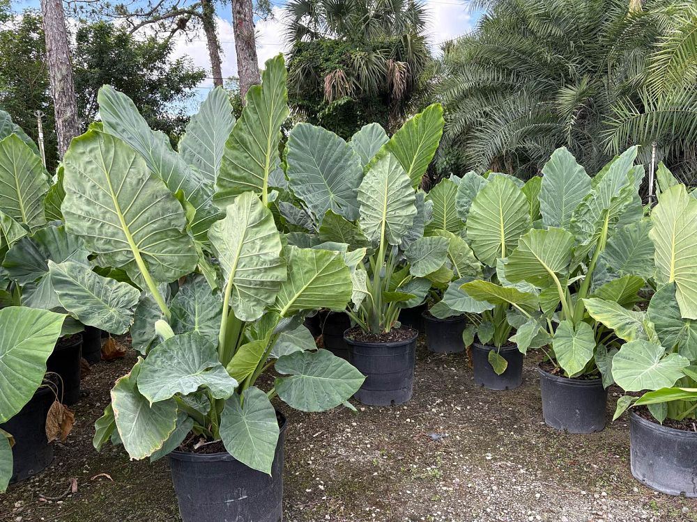 alocasia-calidora-elephant-ear