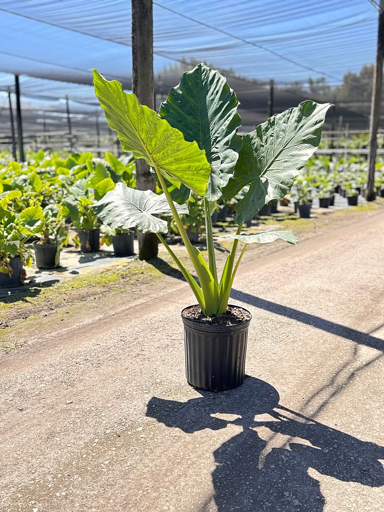 alocasia-calidora-elephant-ear