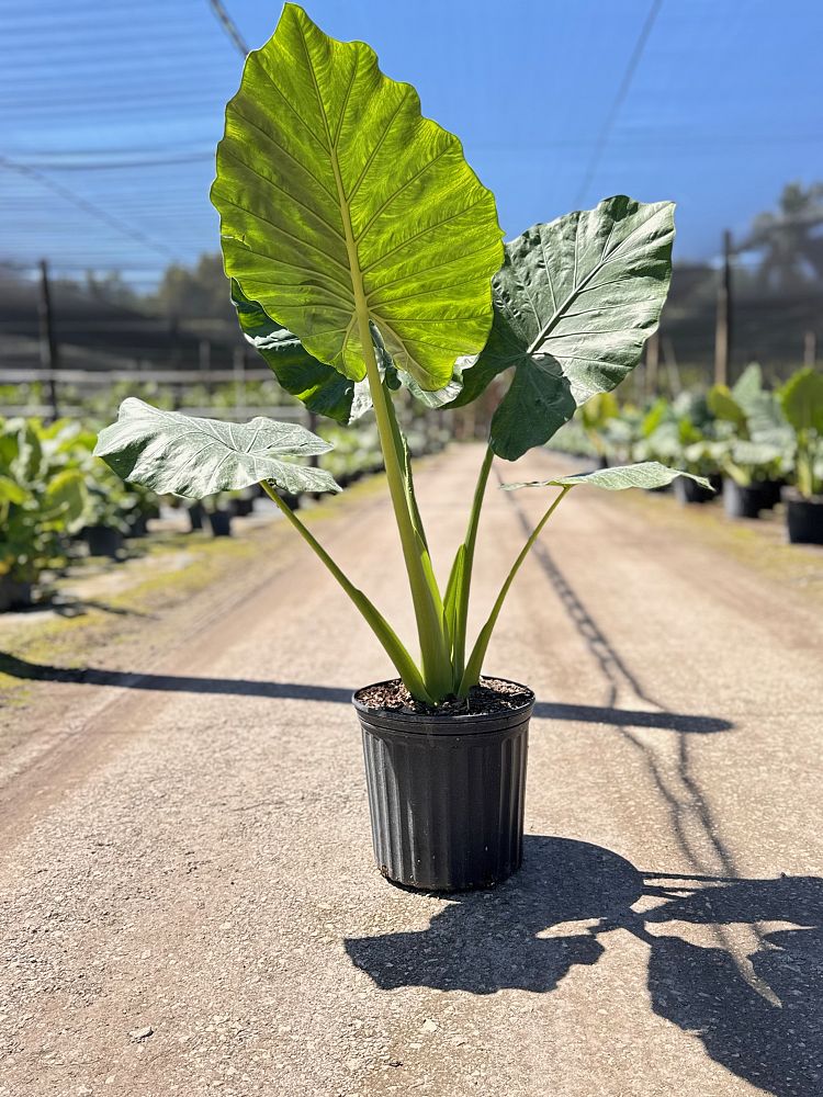 alocasia-calidora-elephant-ear