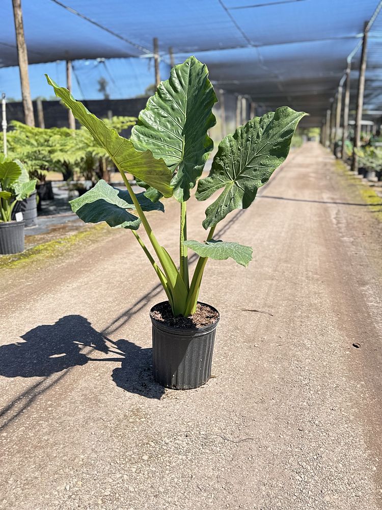 alocasia-calidora-elephant-ear