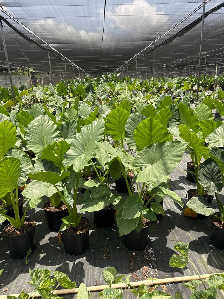 alocasia-calidora-elephant-ear