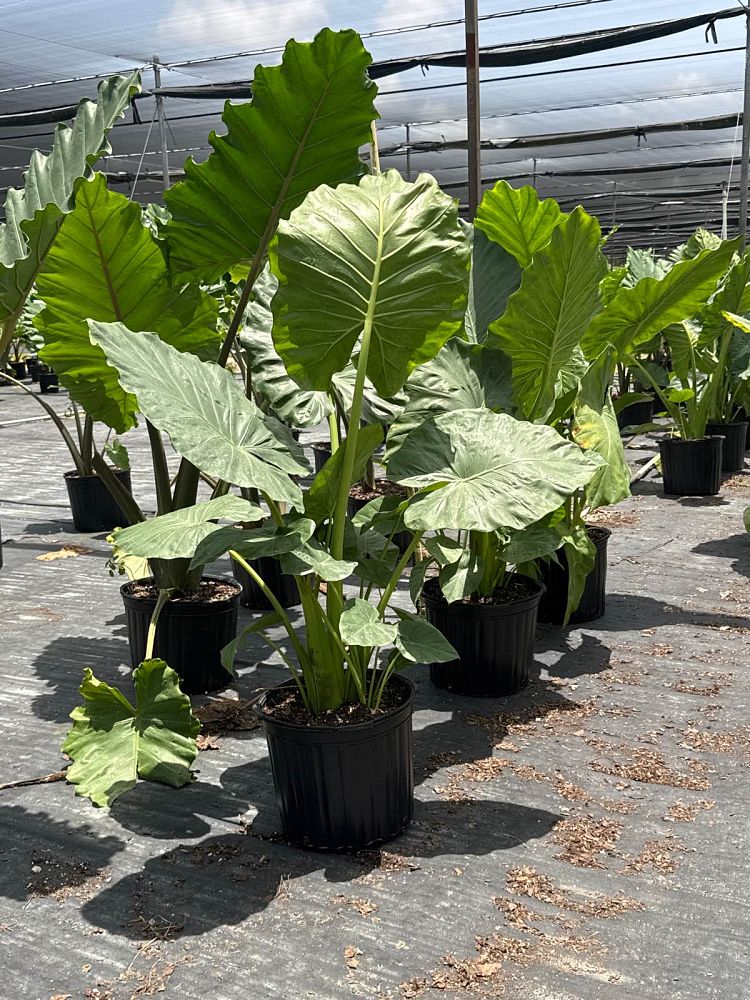 alocasia-calidora-elephant-ear