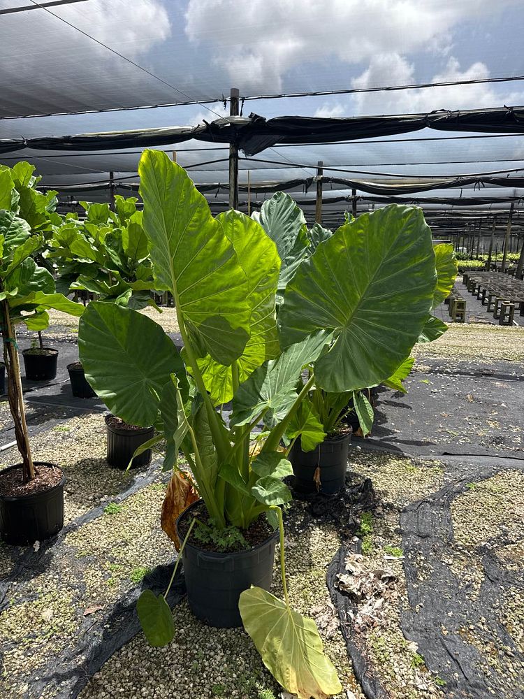alocasia-calidora-elephant-ear