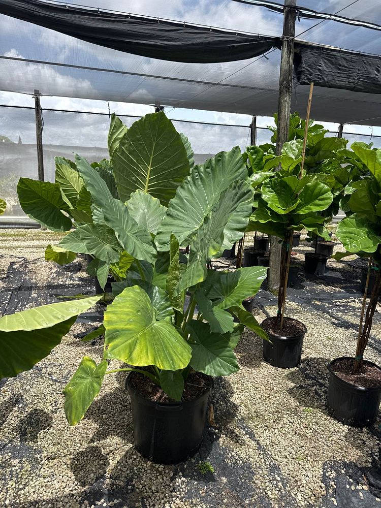alocasia-calidora-elephant-ear