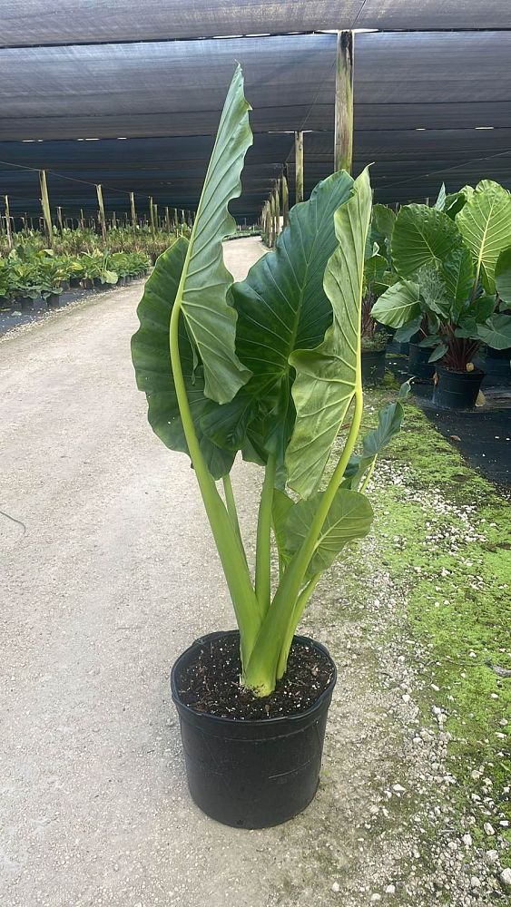 alocasia-calidora-elephant-ear
