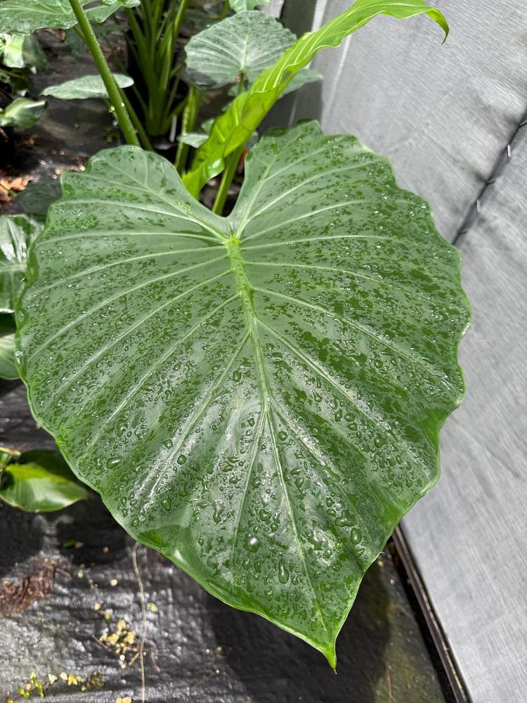 alocasia-calidora-elephant-ear