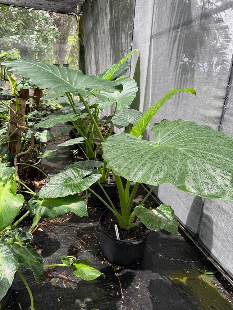 alocasia-calidora-elephant-ear