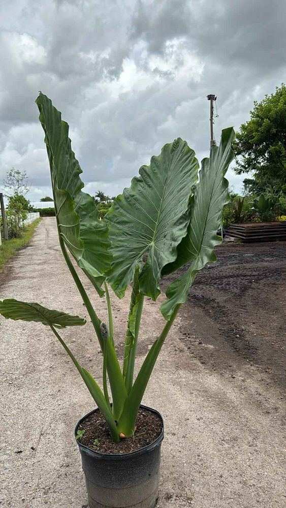 alocasia-calidora-elephant-ear