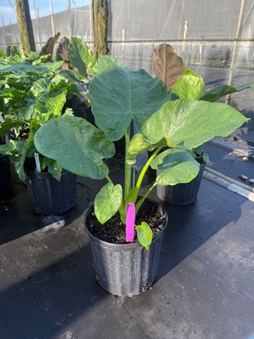 alocasia-calidora-elephant-ear