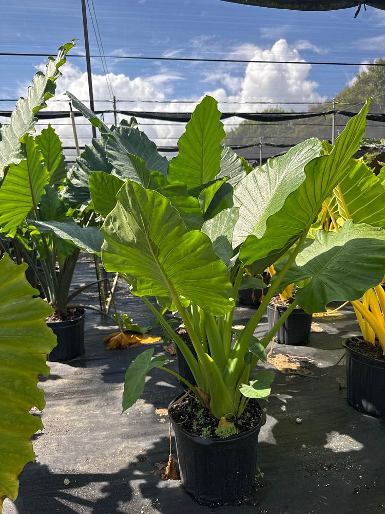 alocasia-calidora-elephant-ear
