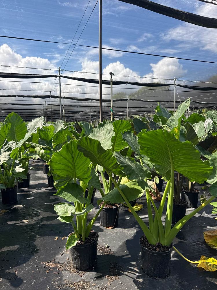 alocasia-calidora-elephant-ear