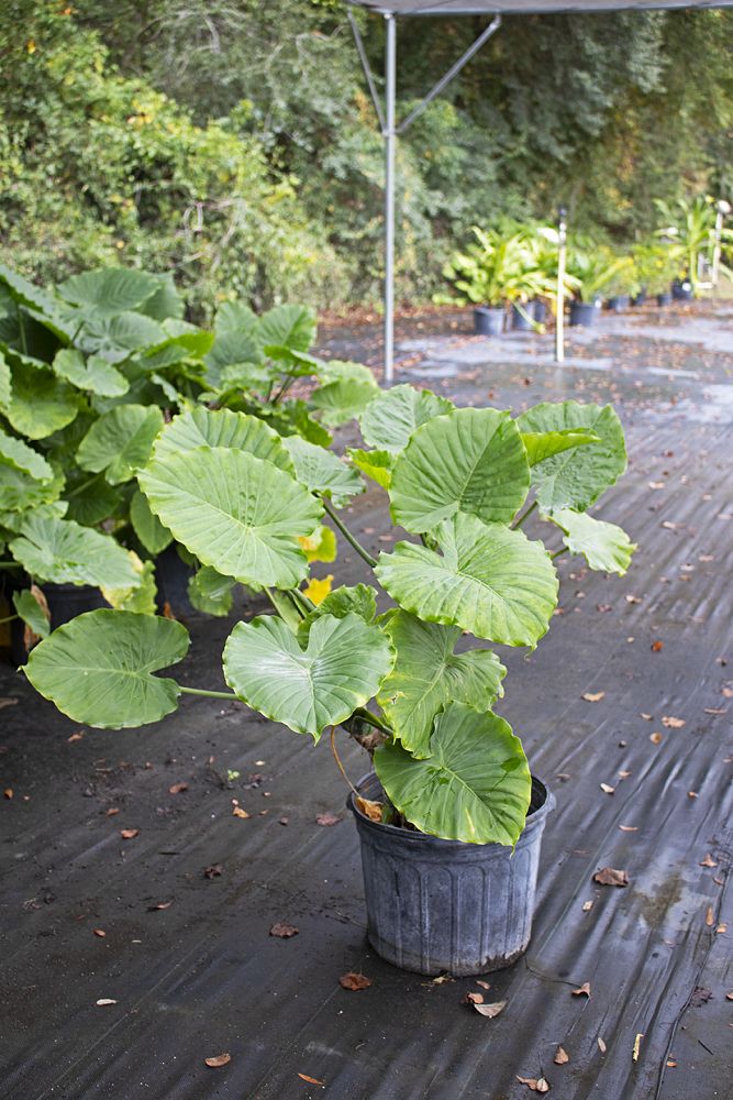 alocasia-calidora-elephant-ear