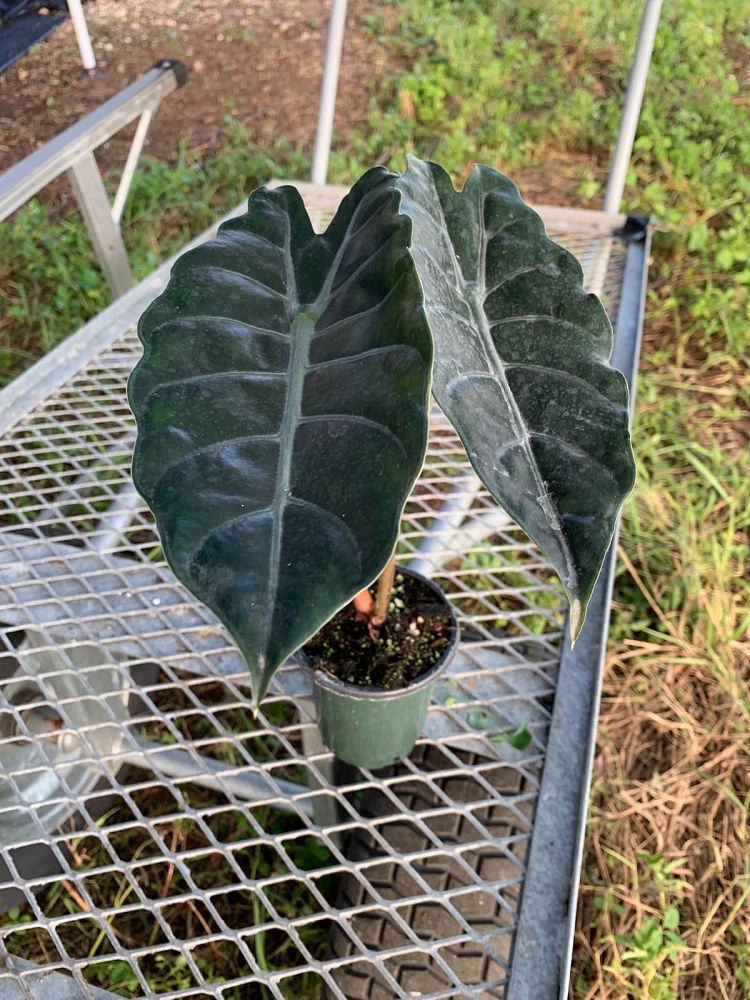alocasia-chantrierii-elephant-ear