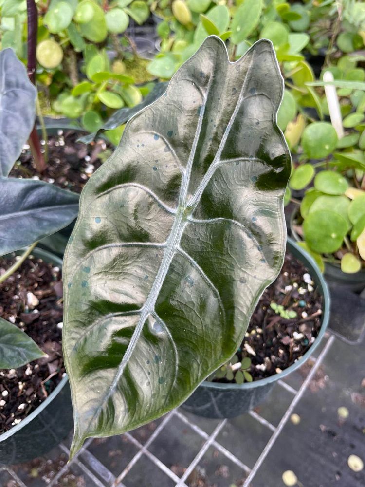 alocasia-chantrierii-elephant-ear