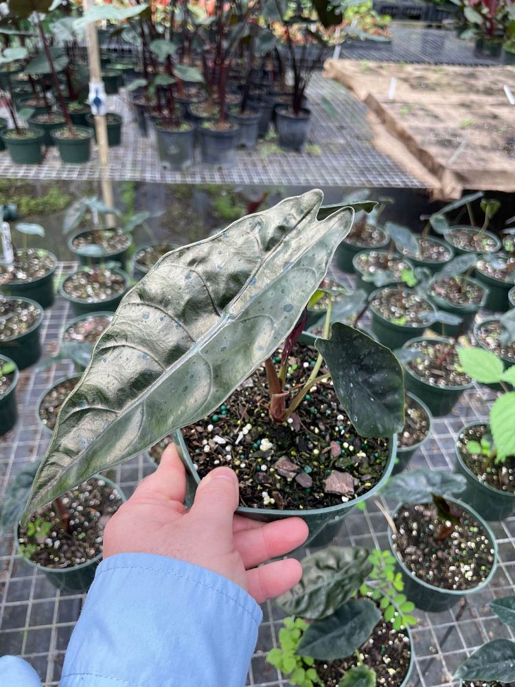 alocasia-chantrierii-elephant-ear