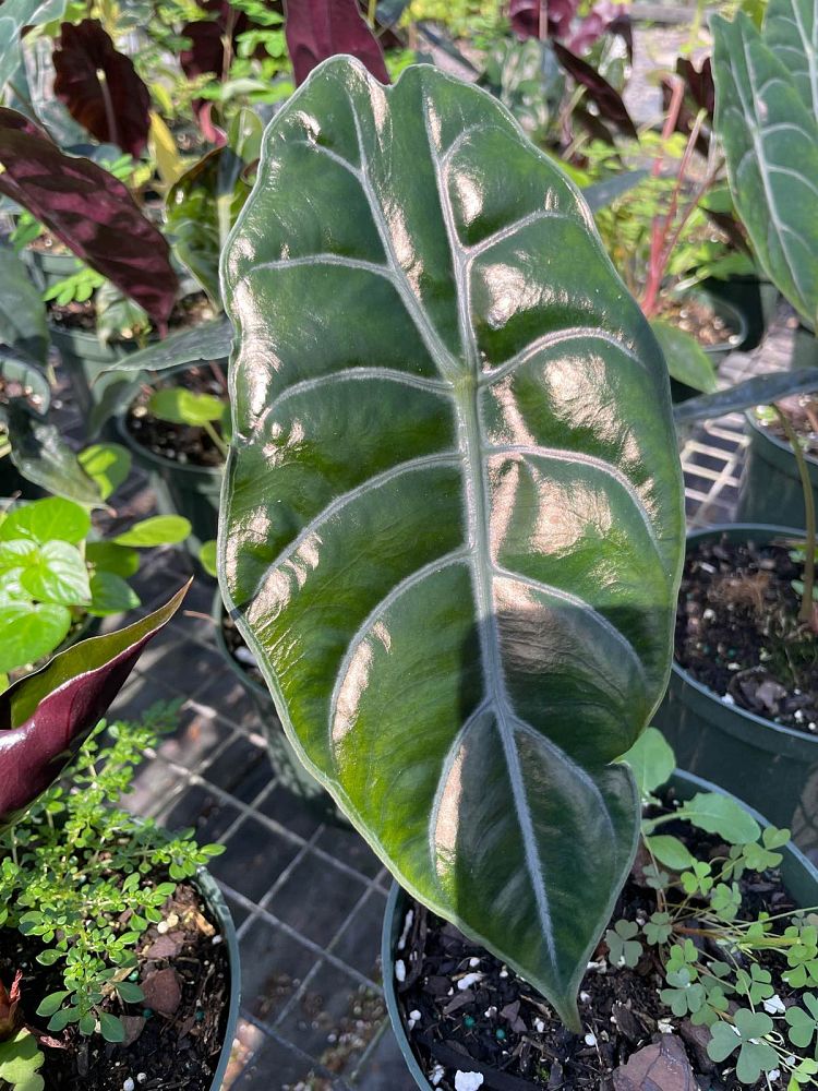 alocasia-chantrierii-elephant-ear
