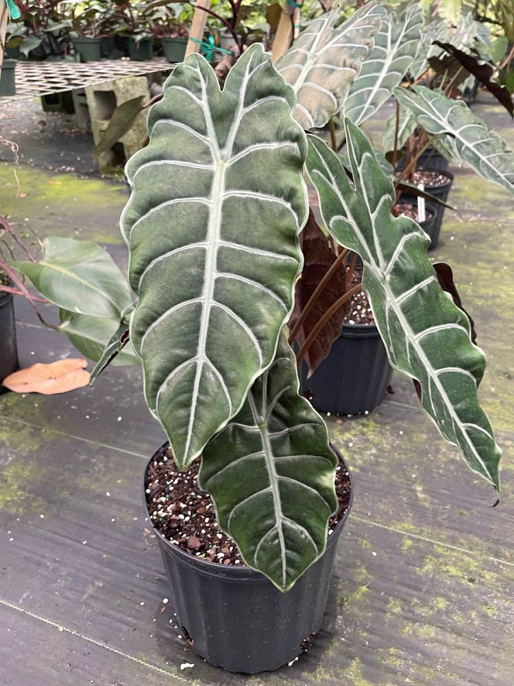 alocasia-chantrierii-elephant-ear