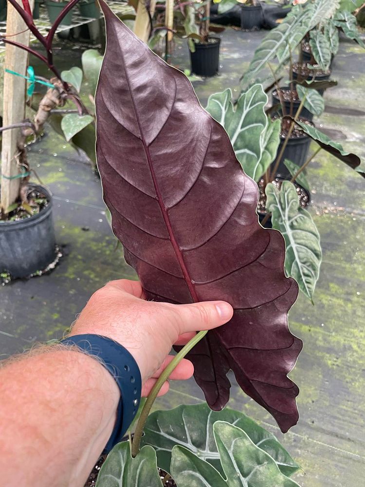 alocasia-chantrierii-elephant-ear