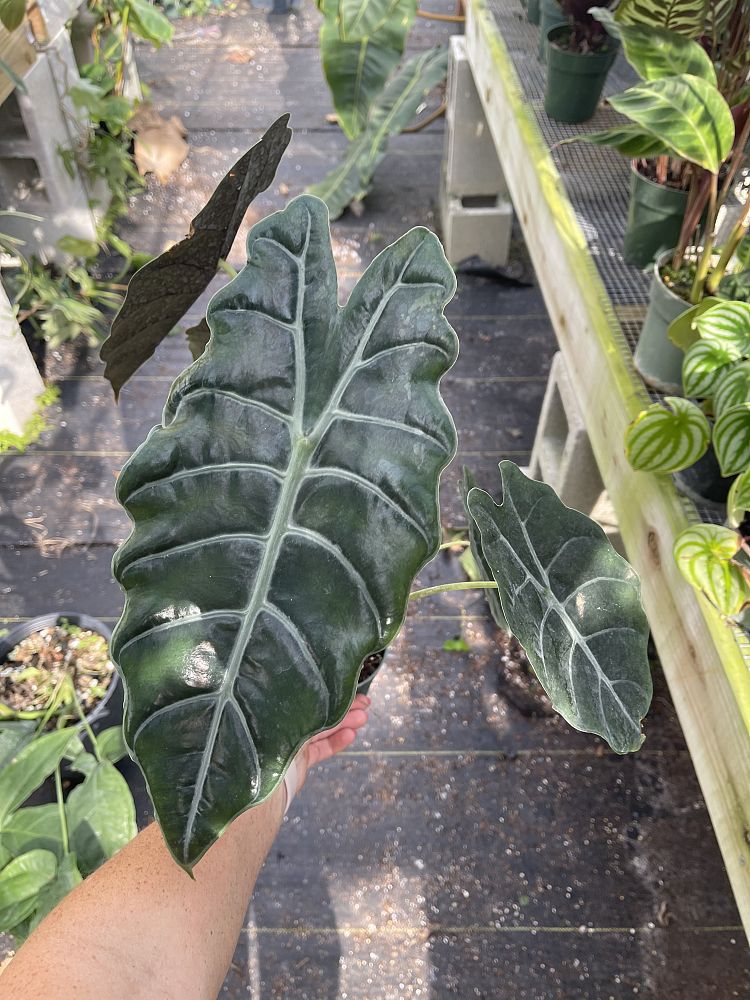 alocasia-chantrierii-elephant-ear